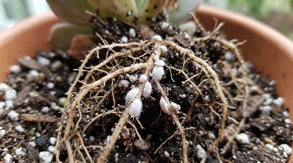 mealybugs on cannabis roots