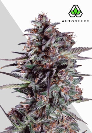 Purple Lemonade Autoflower