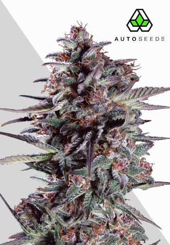 Purple Lemonade Autoflower