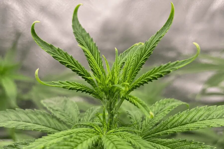 curled leaf tips in cannabis plants