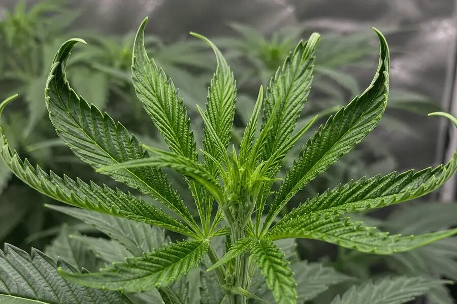 twisted leafs on cannabis plants