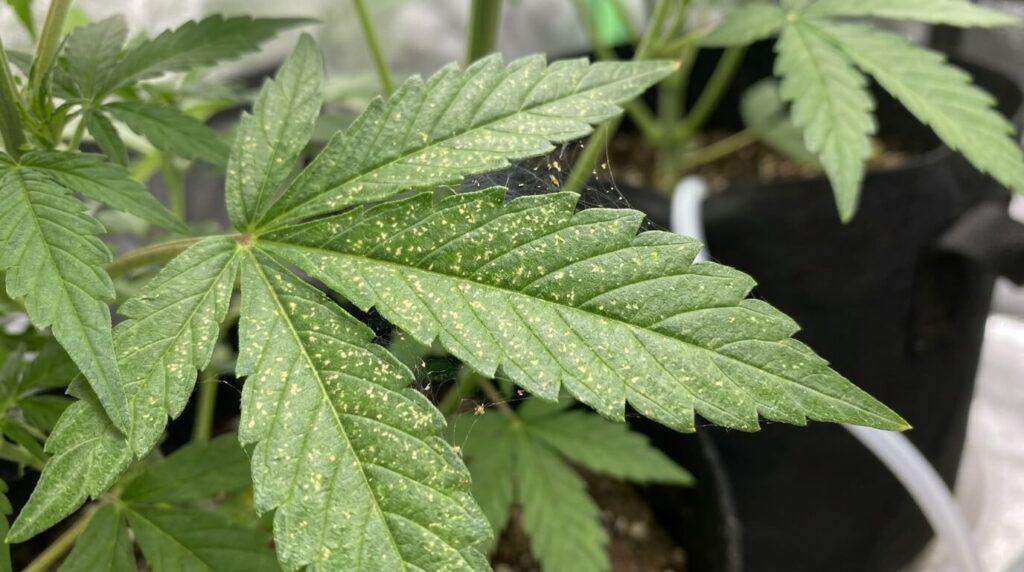 autoflower leaf showing stripling with spider mites