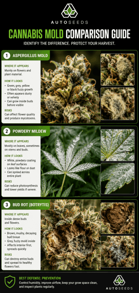 comparison chart for aspergillus