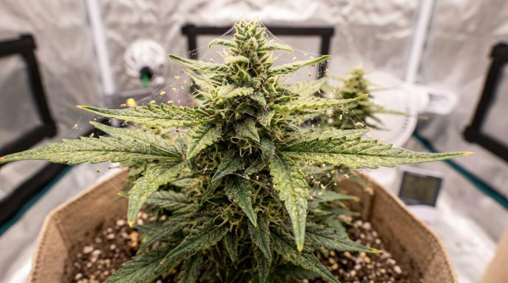 flowering plant with spider mites