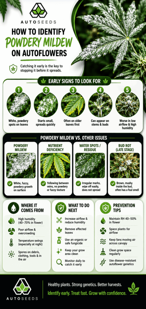 how to identify powdery mildew on autoflowers