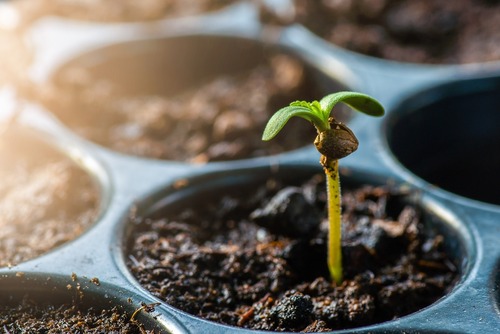 Germinating autoflower seed