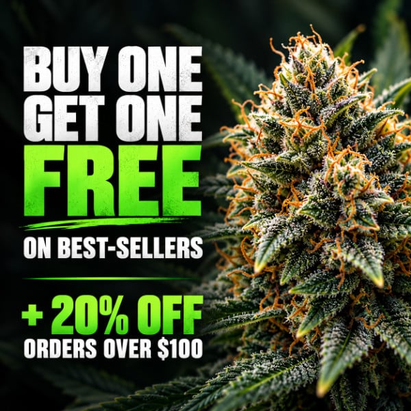 Auto Seeds Sale